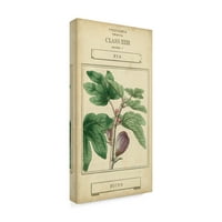 Zaštitni znak likovne umjetnosti 'Linnaean Botany VI' Canvas Art by Vision Studio