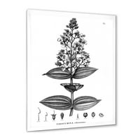 DESIMANART 'Drevna američka Flora VI' Tradicionalna uokvirena umjetnička štampa